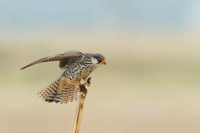 五月天鈥斺斎づ陌⒛露溃ㄒ唬