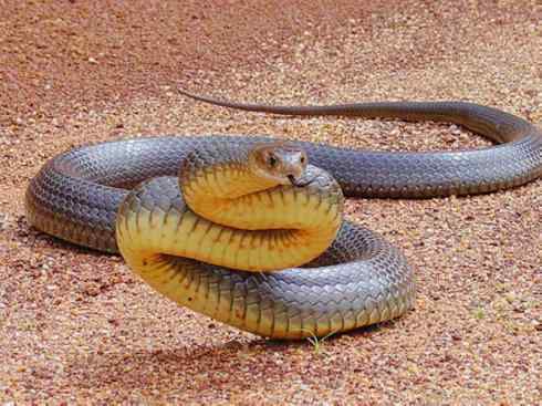 龙：传说的兽原型探秘（澳洲眼睛蛇类）