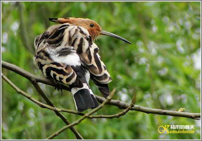 风情万种的鈥湸魇も澞瘛菊掌