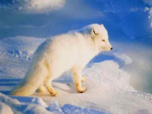 狈：传说的兽原型探秘（狐）