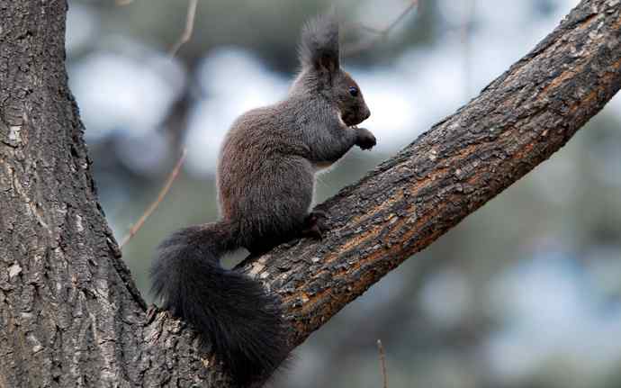 植物园赏鸟，先观松鼠表演。（组图）