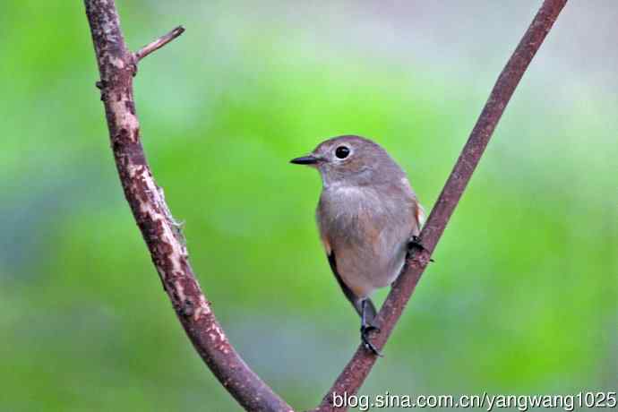 秋天的红喉姬鹟(5) 秋天的红喉姬鹟(5)