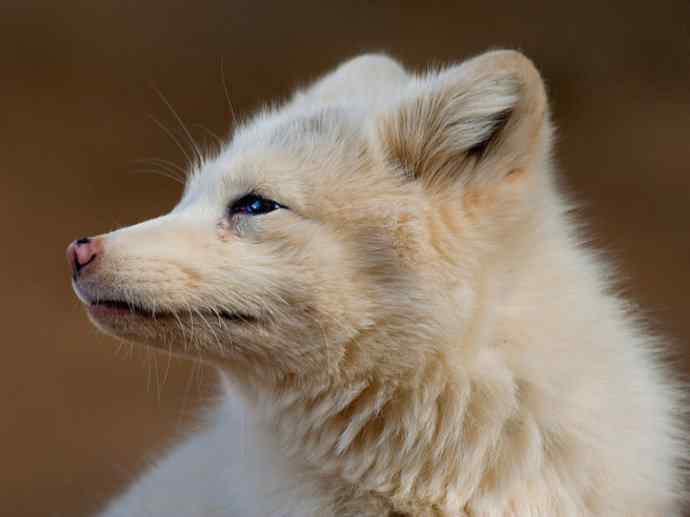 犬科：狐亚科之北极狐（雪鸮、雷鸟）