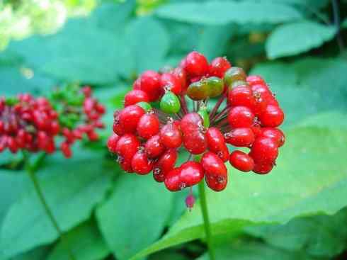 鱼类活化石：匙吻鲟科