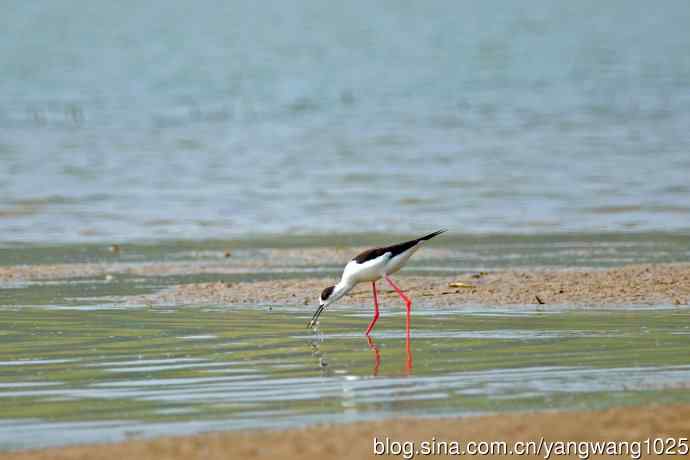 黑翅长脚鹬（1）