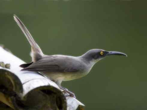 雀鸟也彪悍：别惹我（小嘲鸫）