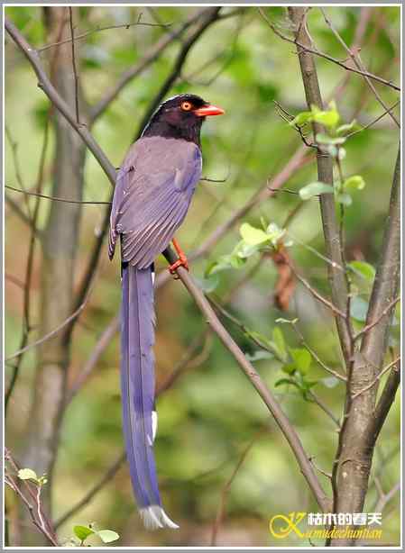 白头小鸟&bull;红嘴蓝鹊【照片】