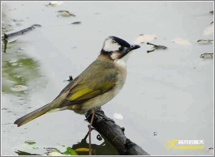 鈥溗啄疋澃淄佛恰菊掌