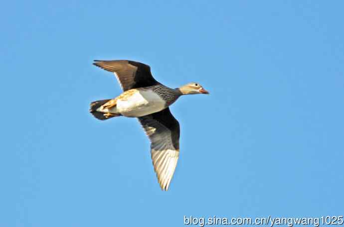 鸳鸯（库存片）