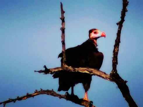 白头鸟系列：另类的美丽12