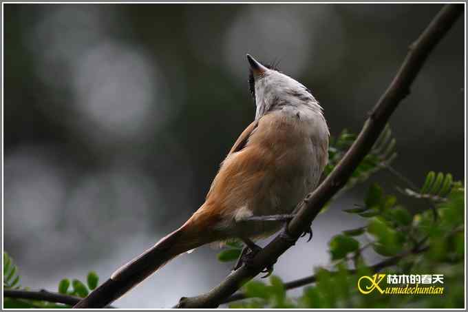 棕背伯劳一组【照片】