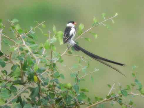 美丽无罪：雀鸟之寡妇鸟