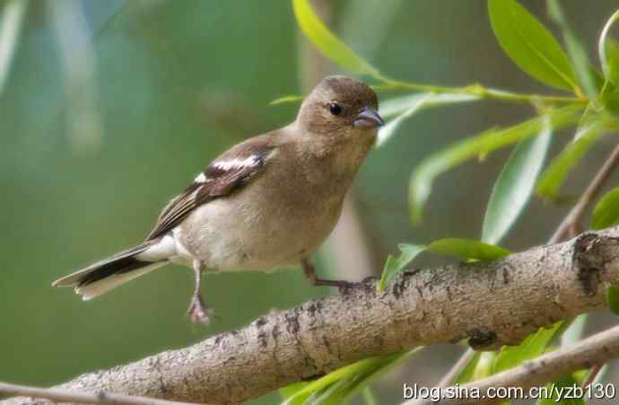 苍头燕雀标准像（组图，12张图片）