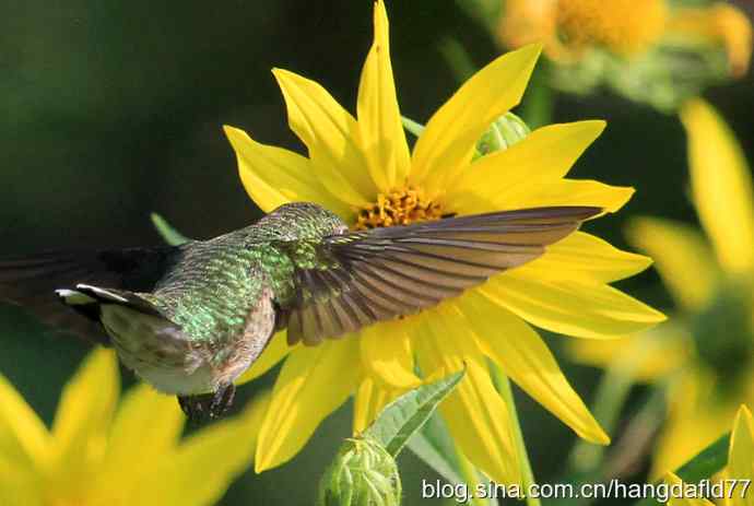 蜂鸟与向日葵（2）
