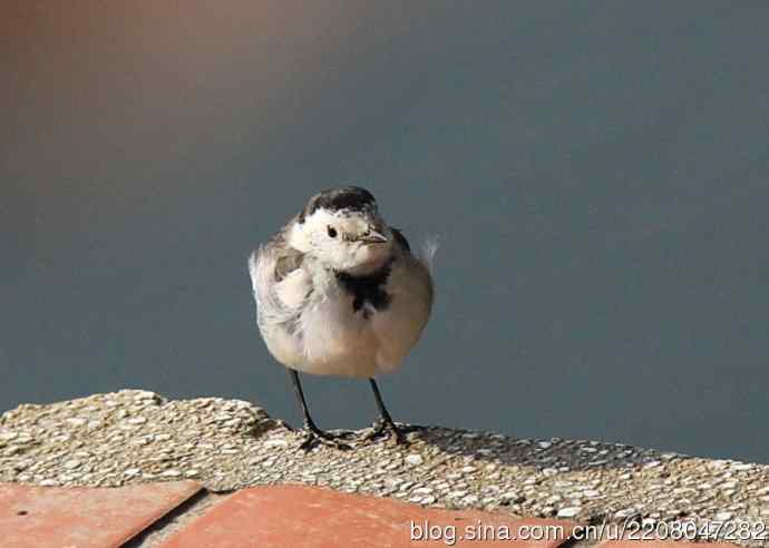 151.圣诞节送上12月份拍新鸟 151.圣诞节送上12月份拍新鸟