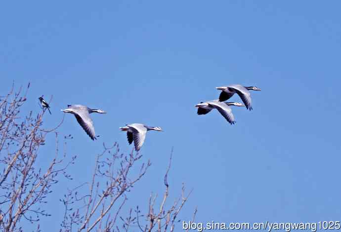 斑头雁(抓拍)15 斑头雁(抓拍)15