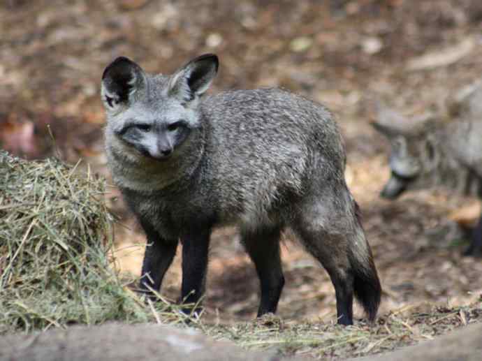 犬科：狐亚科之大耳狐