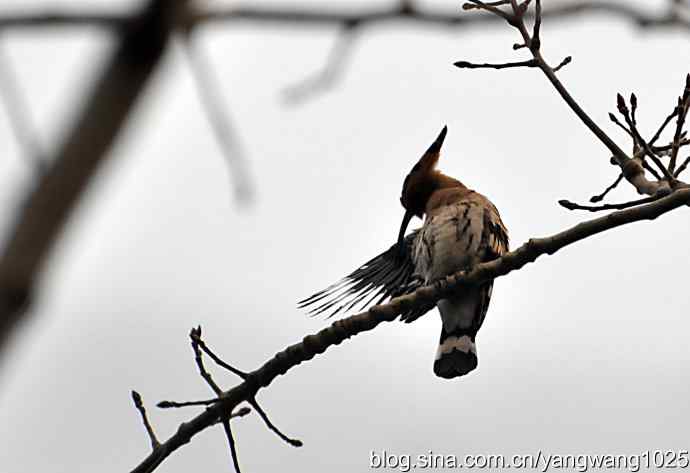 随走随拍（自在悠闲的戴胜）