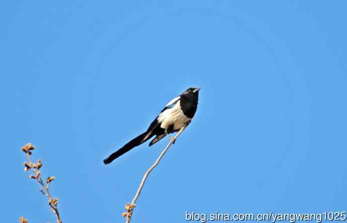 枝头的喜鹊（随拍）