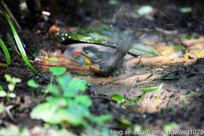 它发现了滴水的水龙头（红嘴相思鸟）