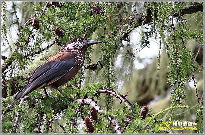 记录星鸦、达乌里寒鸦、小嘴乌鸦【照片】