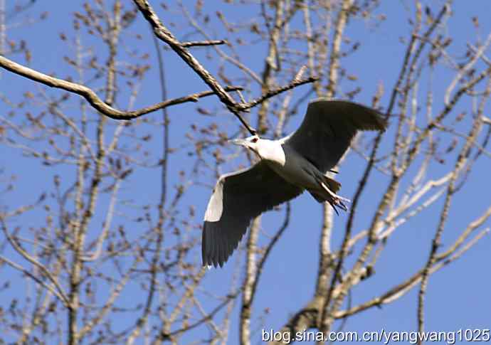 飞(夜鹭)12 飞(夜鹭)12