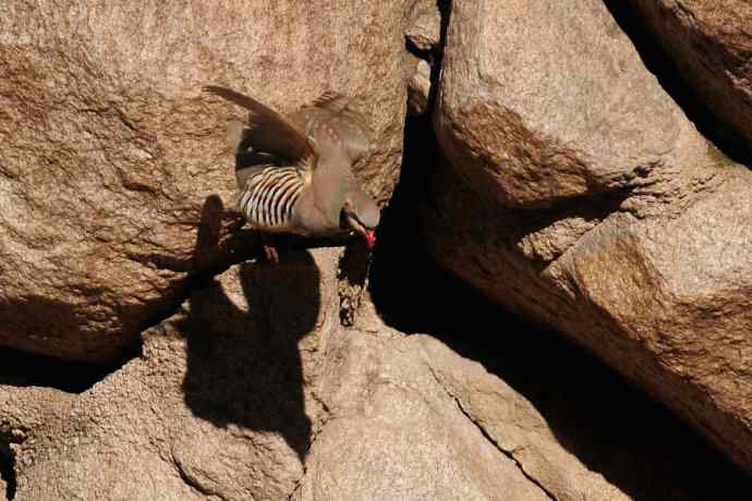 山岩上的石鸡★ 山岩上的石鸡★