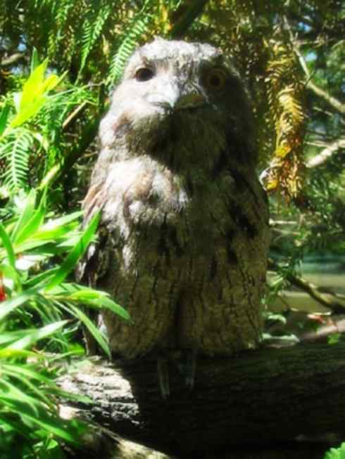 猎奇：奇特的鸟喙之十