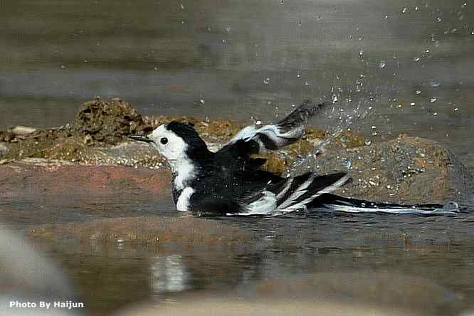 鸟为悦己者容(白鹡鸰梳洗版)