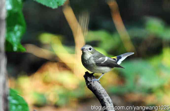 雌性白眉姬鹟(10) 雌性白眉姬鹟(10)