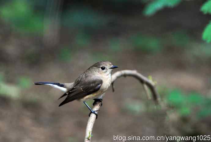 红喉姬鹟（12）