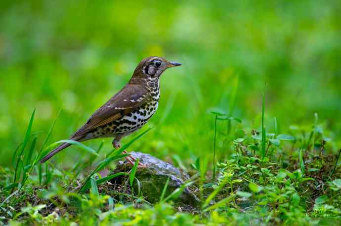 轻寒薄暖，再上川西