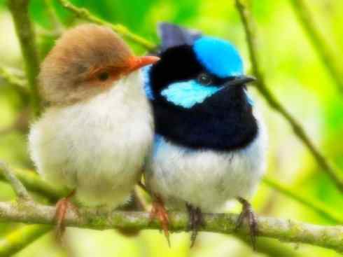 美丽无罪：雀鸟之鹩莺