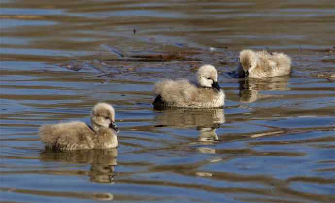 圆明园黑天鹅和她新出生的小宝宝