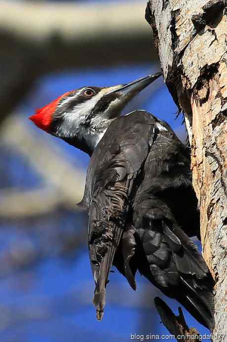 红冠啄木鸟（2）