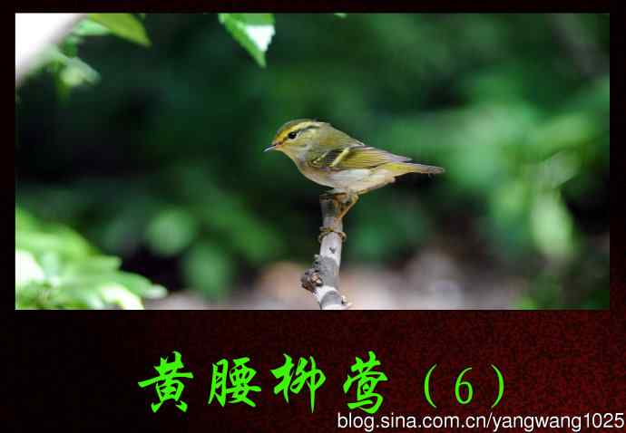 黄腰柳莺（6）