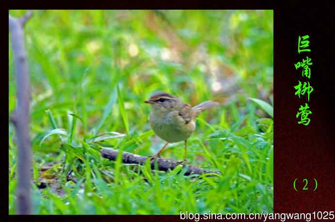巨嘴柳莺（2）