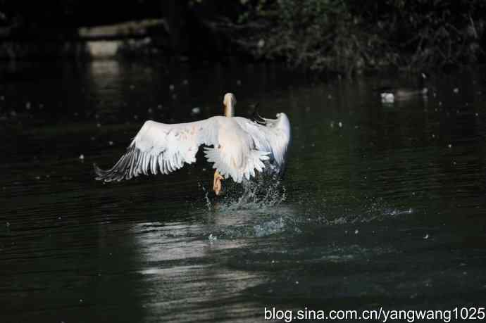 再拍大鹈鹕 wbr9