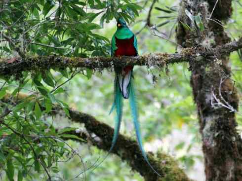 鸟类之最：凤尾绿咬鹃
