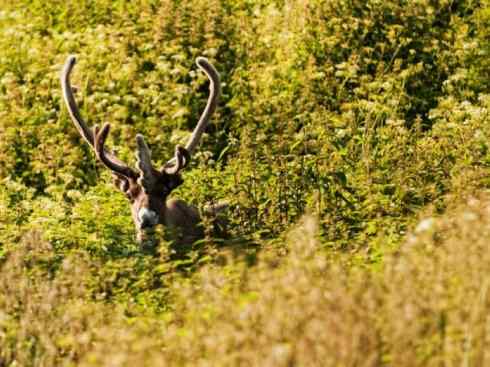 自然奇观：动物大迁徙(北美驯鹿长征)