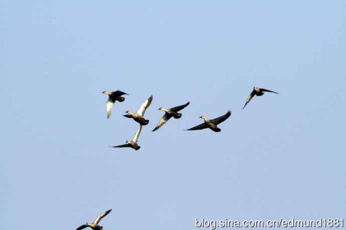 崇明东滩湿地公园观鸟记
