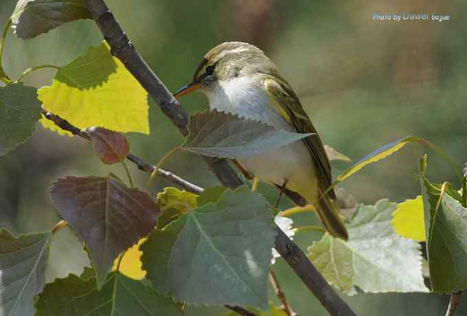 一组林鸟：蓝歌鸲有点乖