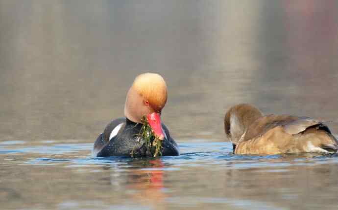 红嘴潜鸭的幸福生活