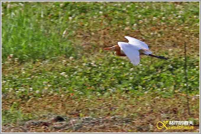 鹭&bull;鹭&bull;鹭&bull;&bull;&bull;&bull;&bull;&bull;&bull;【照片】