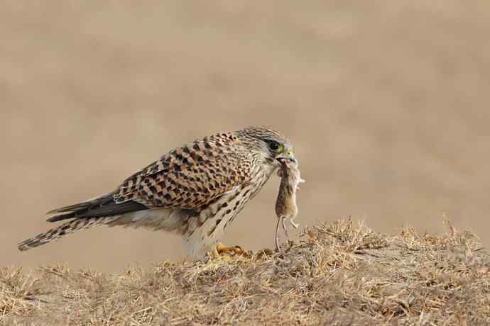 赏图鈥斺斕嵘诤奈幕