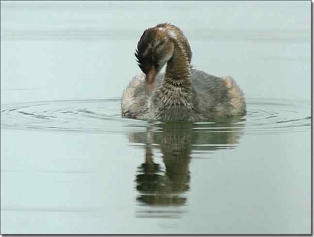 奥体公园观赏小鸊鷉