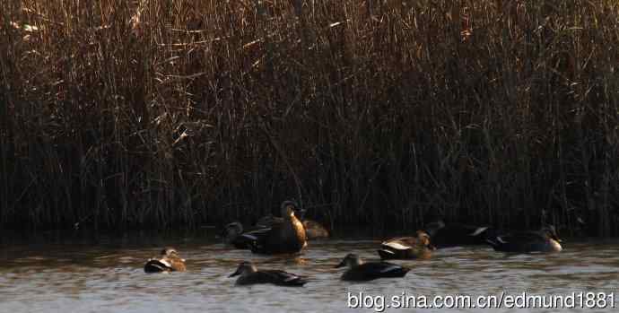 群鸭飞舞贺新岁 群鸭飞舞贺新岁