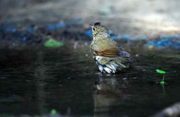 浴（雌性蓝歌鸲）