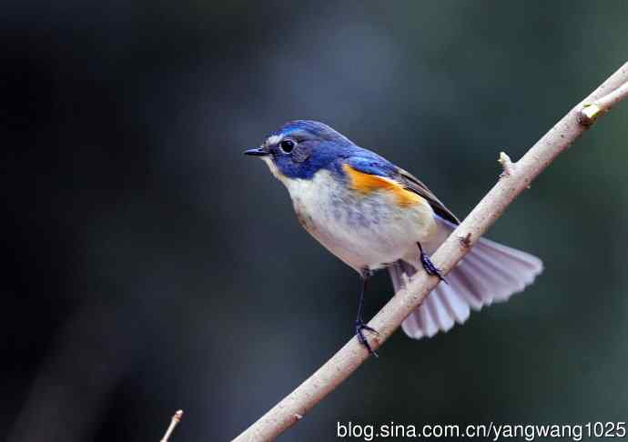 雄性红胁蓝尾鸲（2）