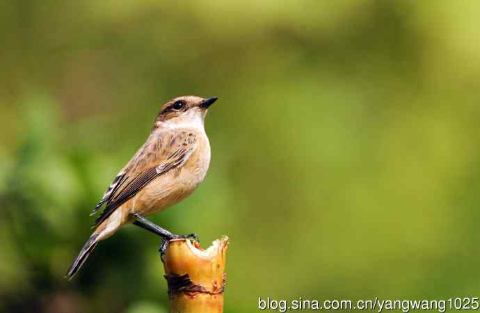 雌性黑喉石即鸟（1）